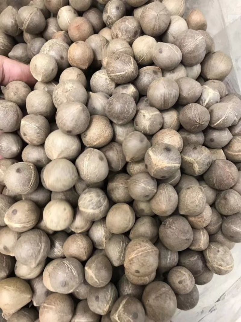 非洲海椰皇