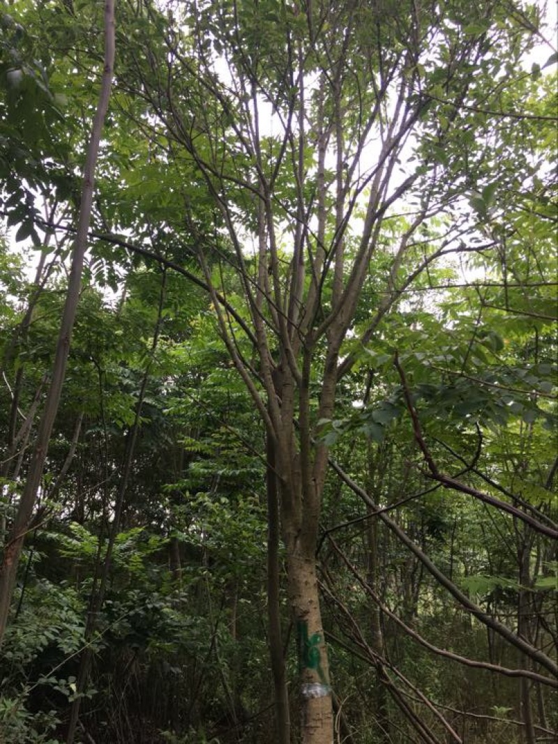 大叶女贞18~20cm