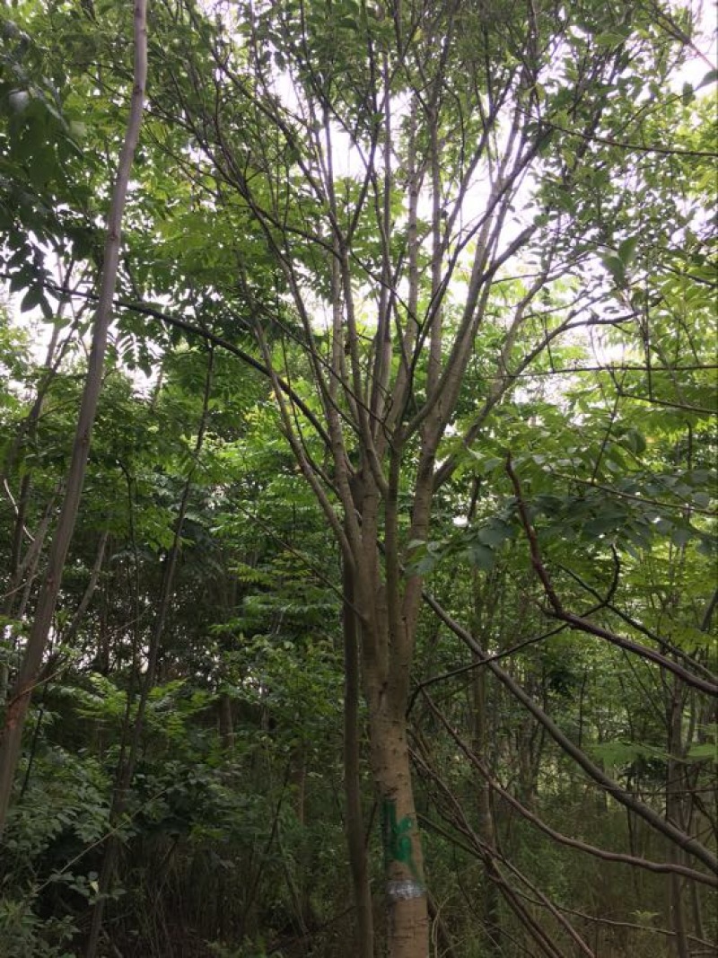 大叶女贞18~20cm