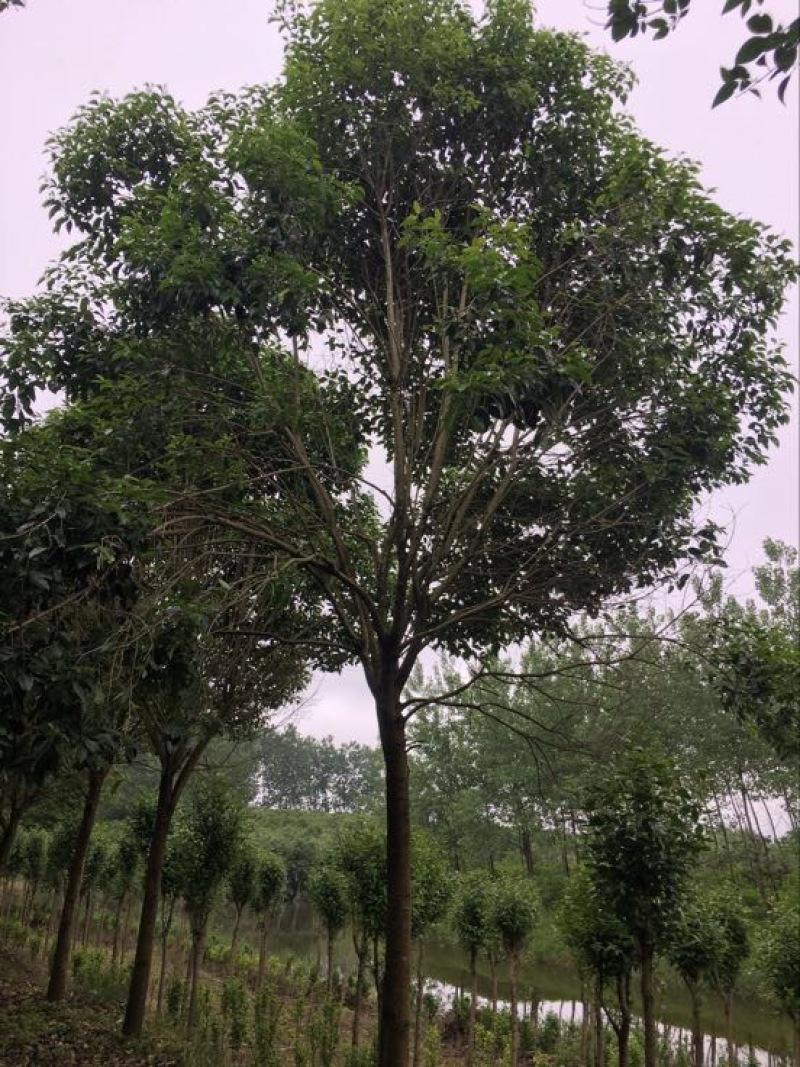 大叶女贞18~20cm