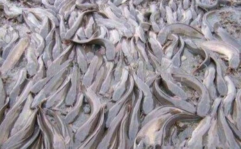 革胡子