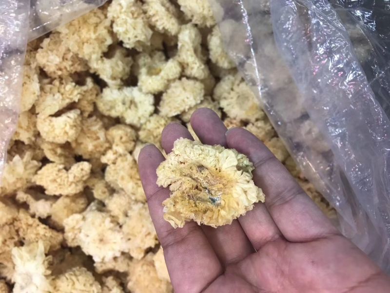 段木小银耳