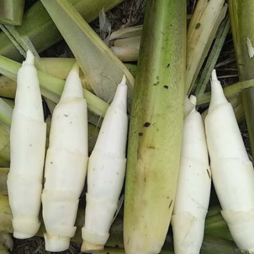 双季茭白带壳