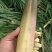 双季茭白带壳