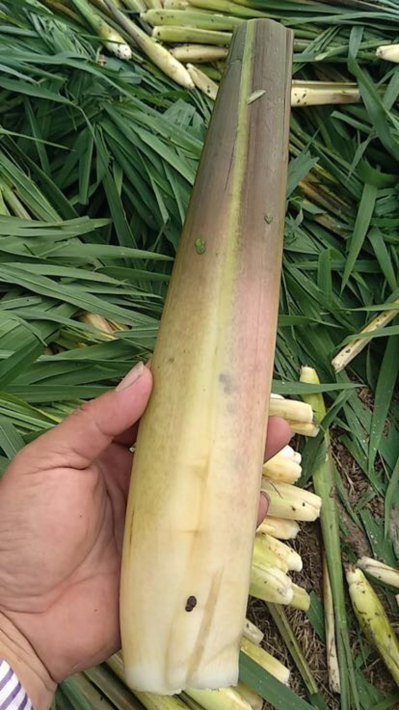 双季茭白带壳