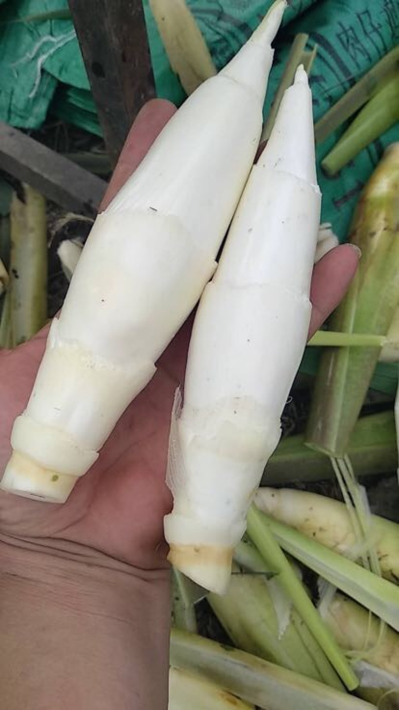 双季茭白带壳