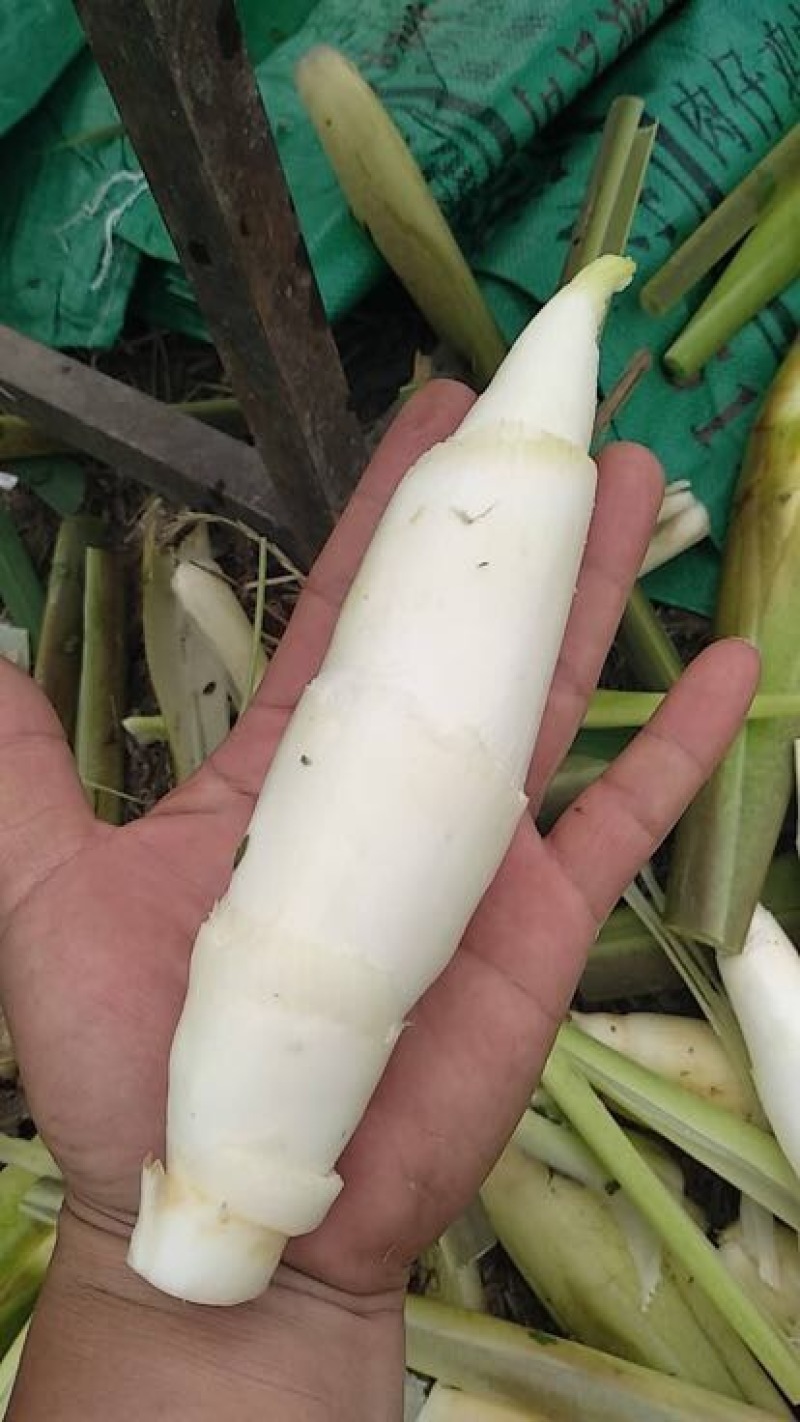 双季茭白带壳
