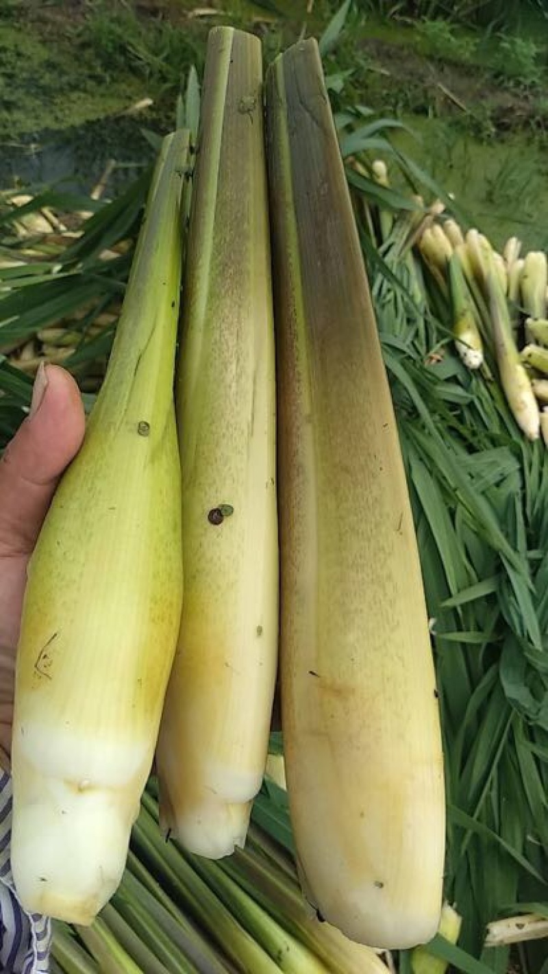 双季茭白带壳