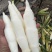 双季茭白带壳
