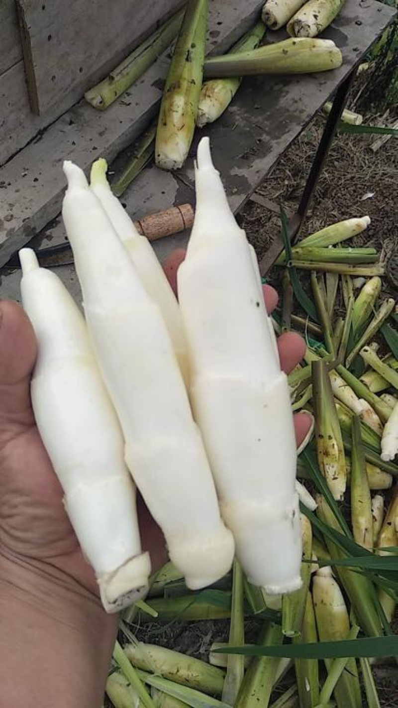 双季茭白带壳