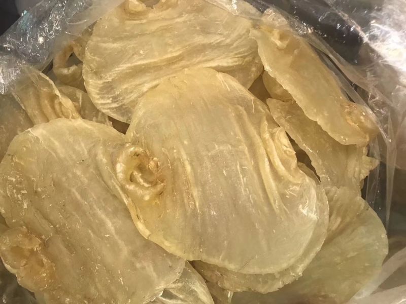 10头赤嘴鳘鱼胶花胶