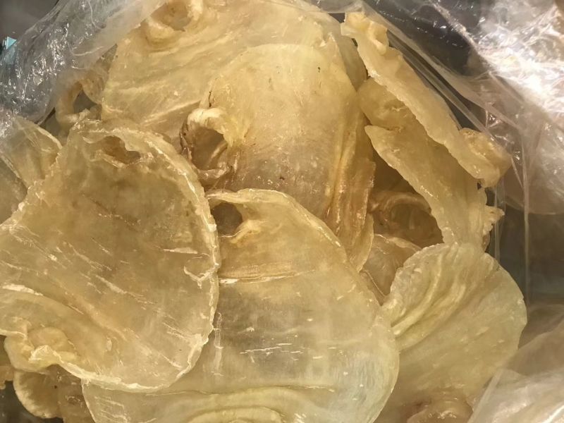 10头赤嘴鳘鱼胶花胶