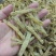 大号沙虫干