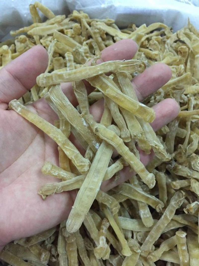 大号沙虫干