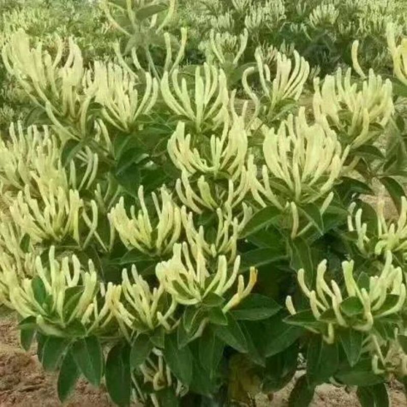 金银花苗