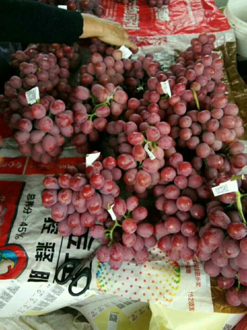 云南红提
