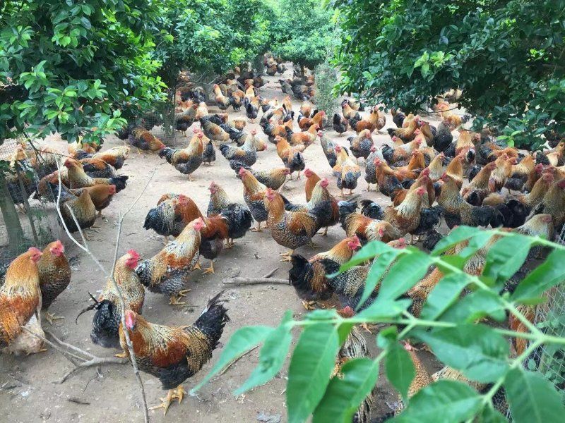 走地鸡散养土鸡