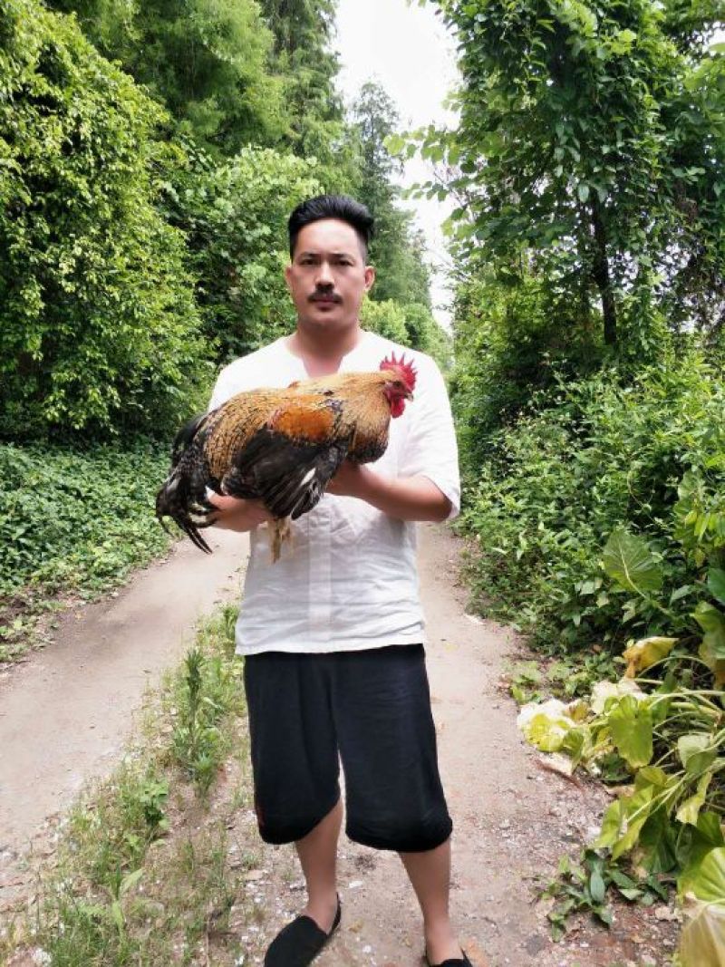 走地鸡散养土鸡