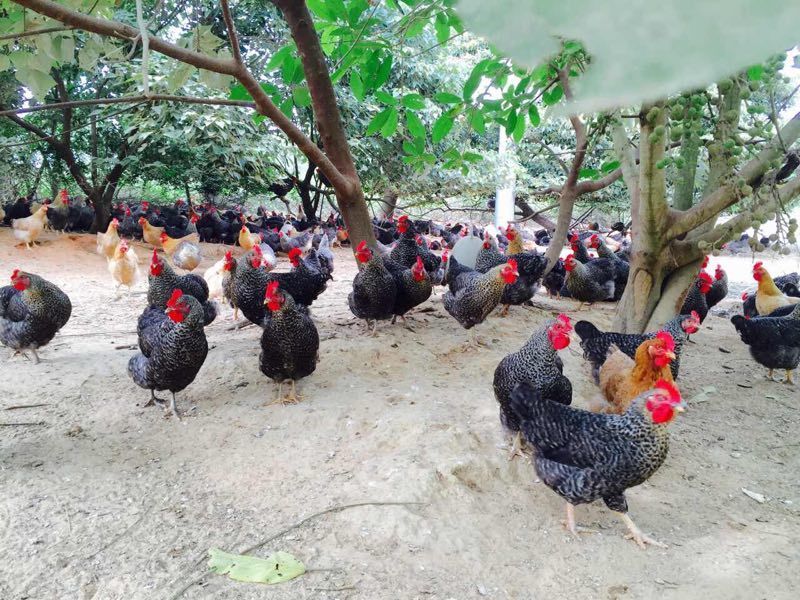走地鸡3~4斤散养土鸡