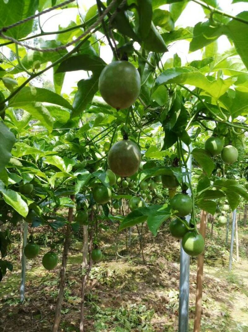 千亩基地紫香一号中大百香果台农百香果中大果