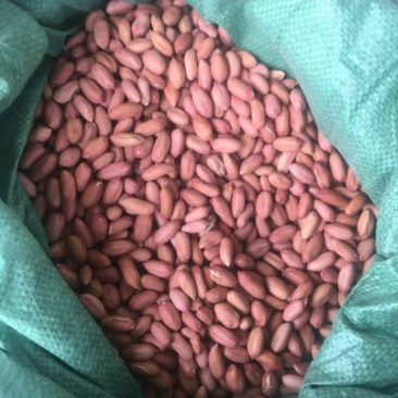 花育16花生米芽菜专用细选米