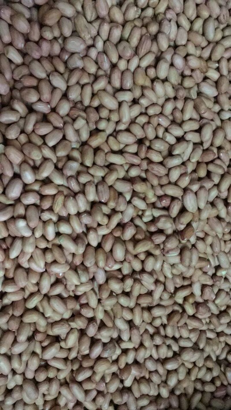 花育16花生米芽菜专用细选米
