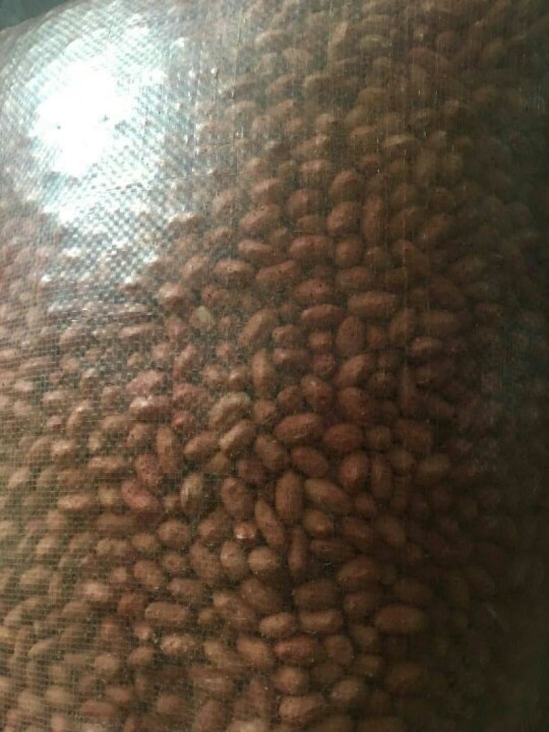 花育16花生米芽菜专用细选米