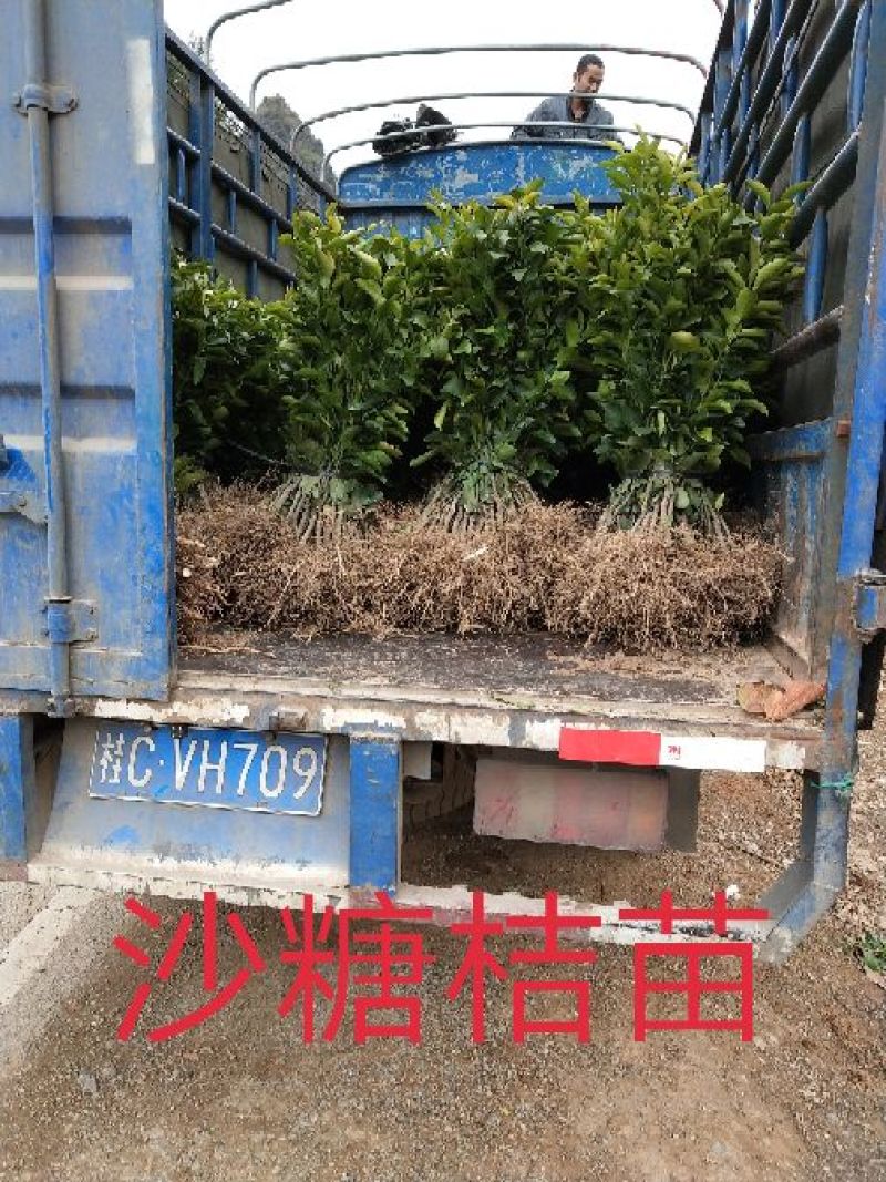 50株起发沙糖桔嫁接苗十月桔沙糖桔易挂果产量高