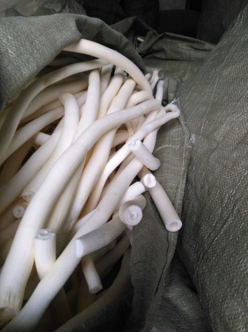 【荐】贵州大通草别称寇脱、离南、活莌、倚商、通脱木、葱草