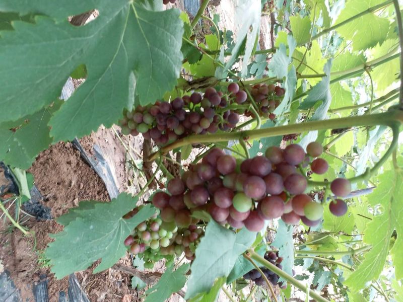 夏黑葡萄