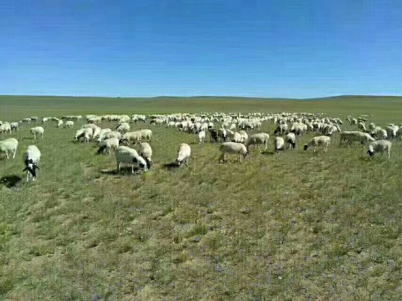 四子王旗本地戈壁羊，肉质保证，放养式的。