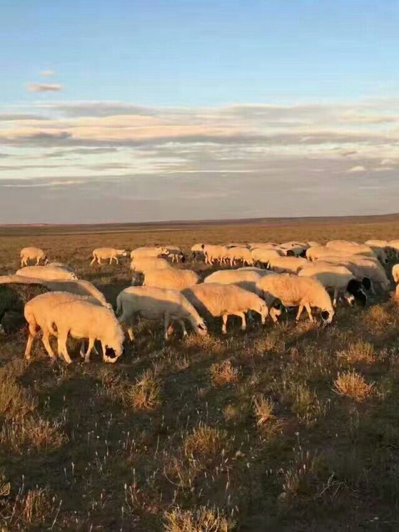 四子王旗本地戈壁羊，肉质保证，放养式的。