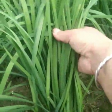 龙剑头刀颜色乌黑叶片直立