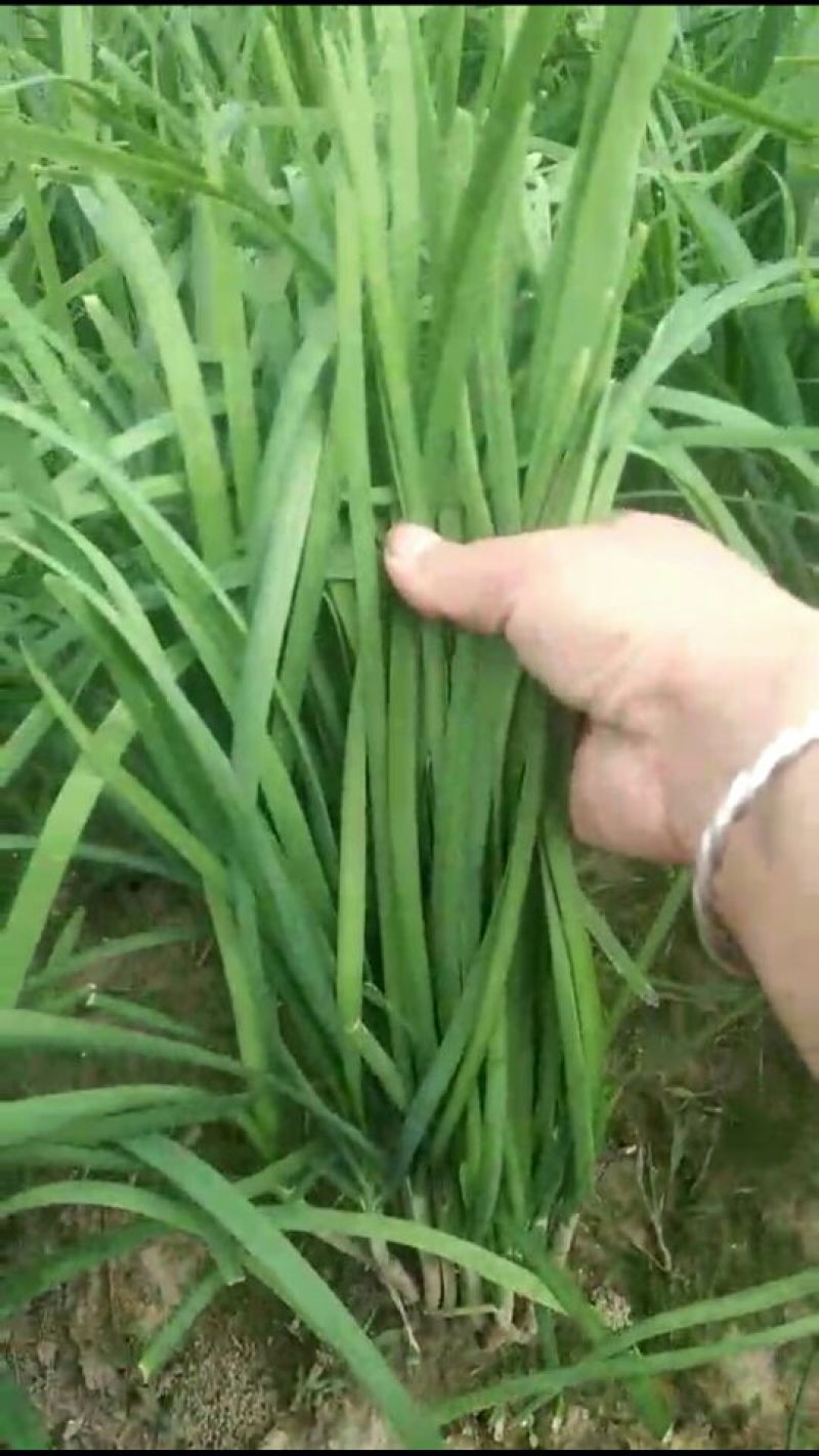 龙剑头刀颜色乌黑叶片直立