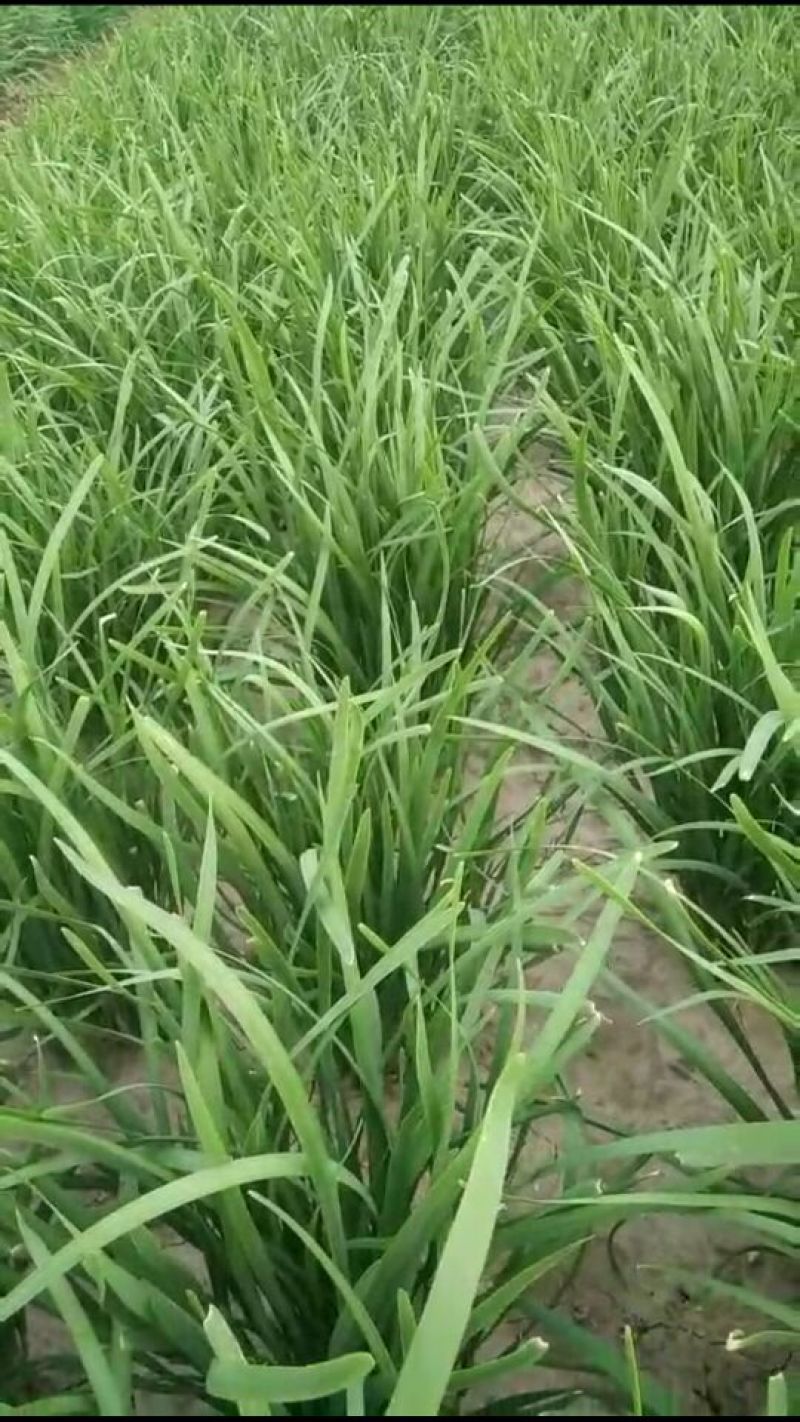 龙剑头刀颜色乌黑叶片直立