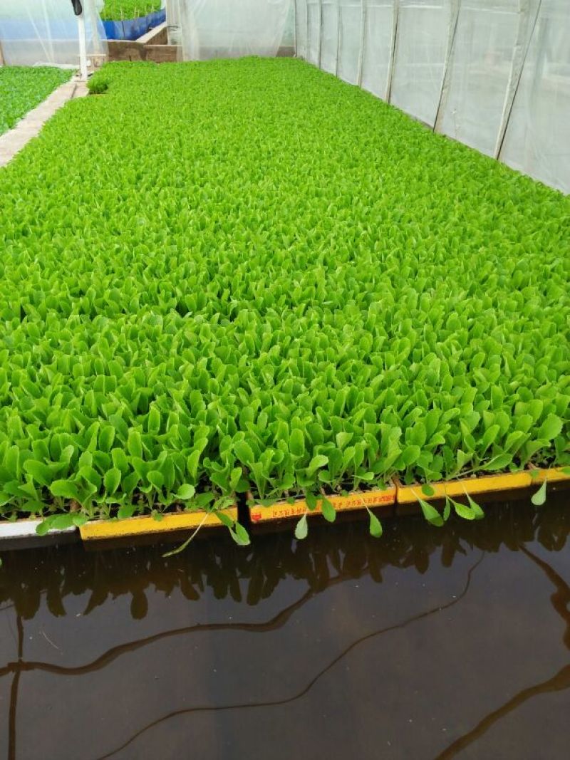 白菜苗，农家育苗基地。常年供应各种各样白菜苗。欢迎全国各