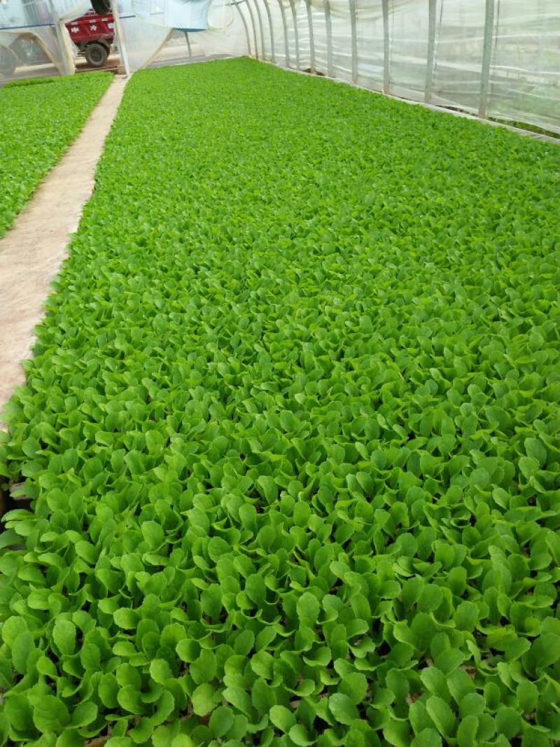 白菜苗，农家育苗基地。常年供应各种各样白菜苗。欢迎全国各