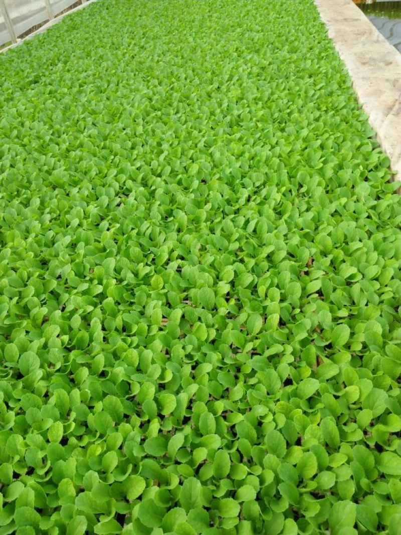 白菜苗，农家育苗基地。常年供应各种各样白菜苗。欢迎全国各