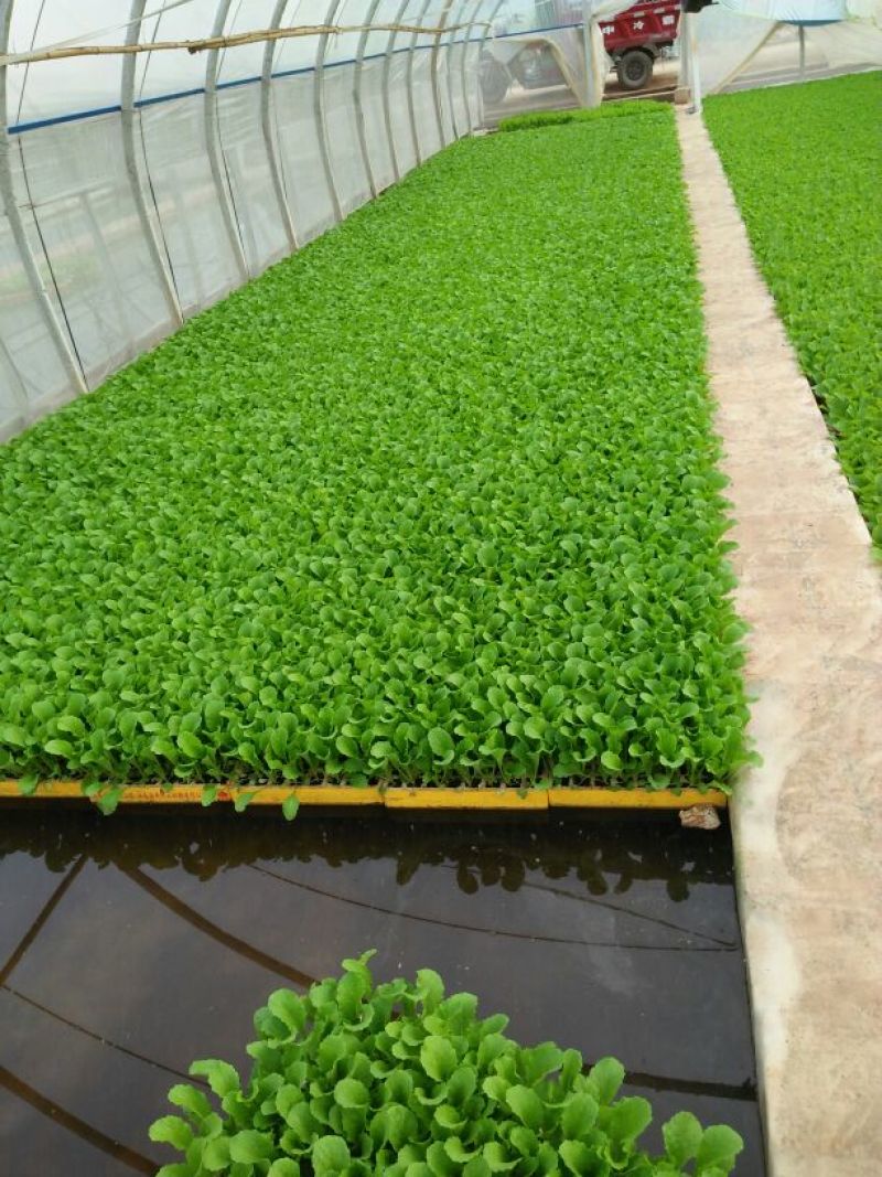 白菜苗，农家育苗基地。常年供应各种各样白菜苗。欢迎全国各