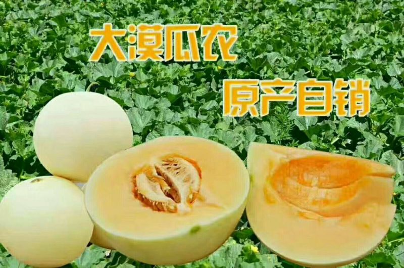 金红宝甜瓜2斤以上