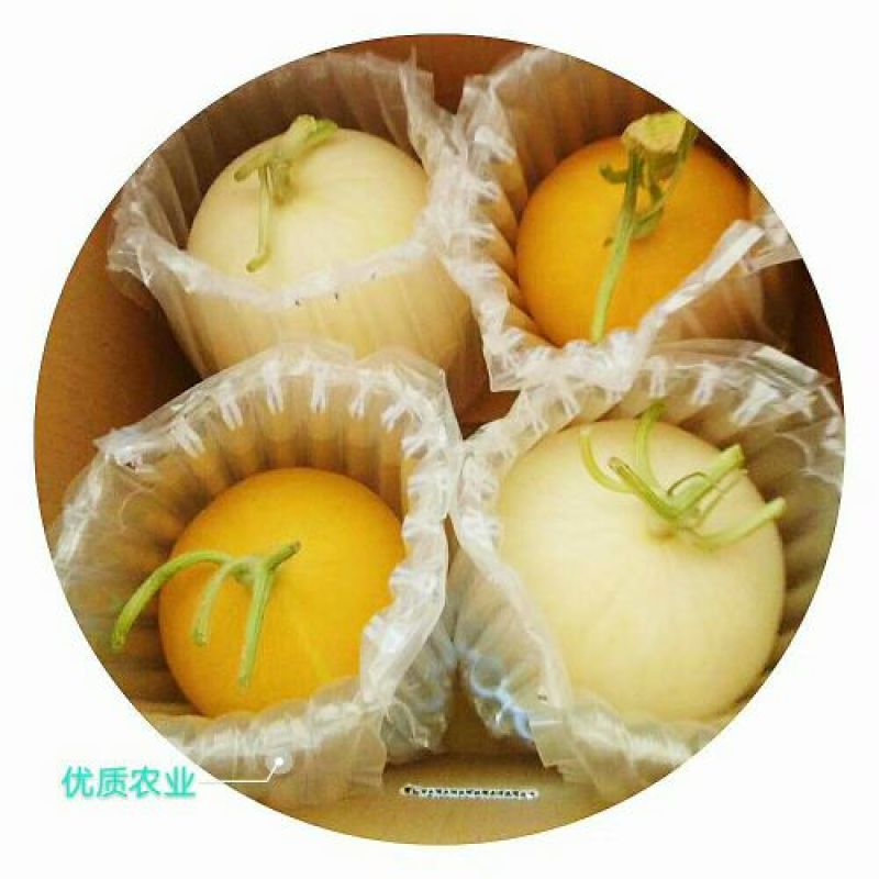 金红宝甜瓜2斤以上