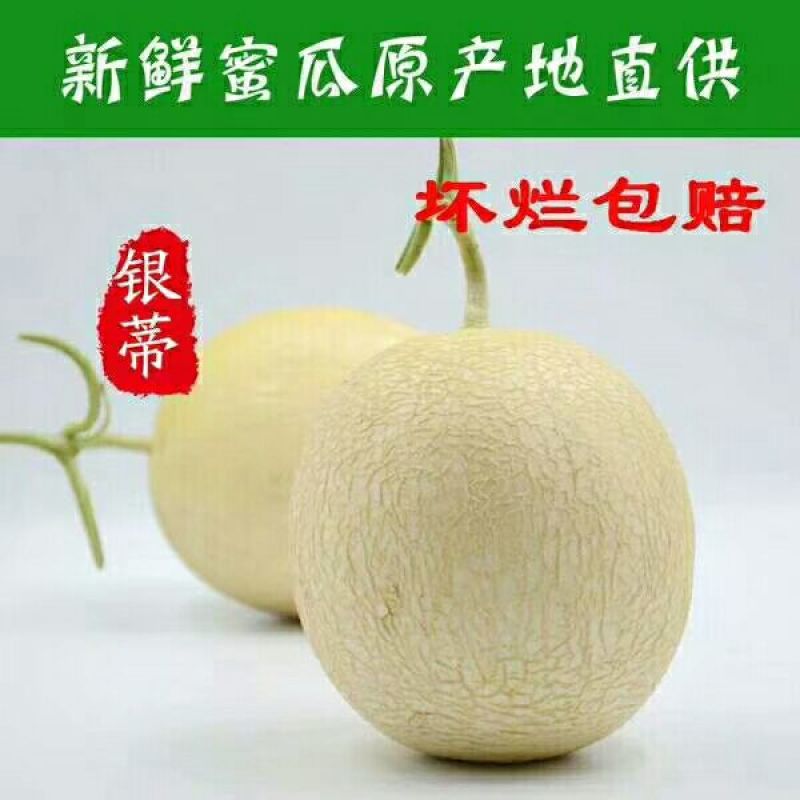 金红宝甜瓜2斤以上