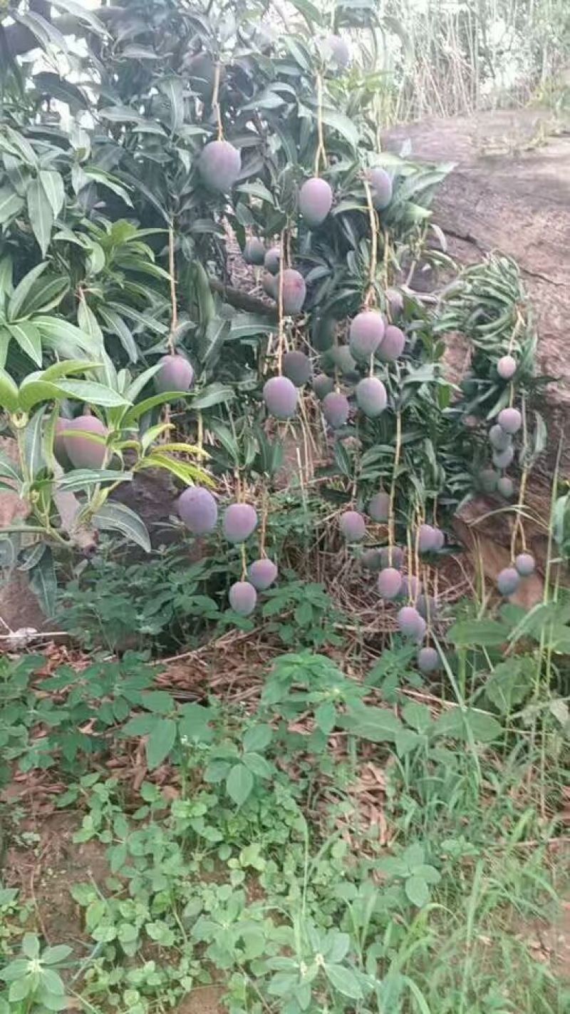吉禄