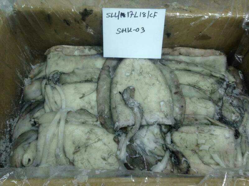大墨鱼，品质好，肉质嫩