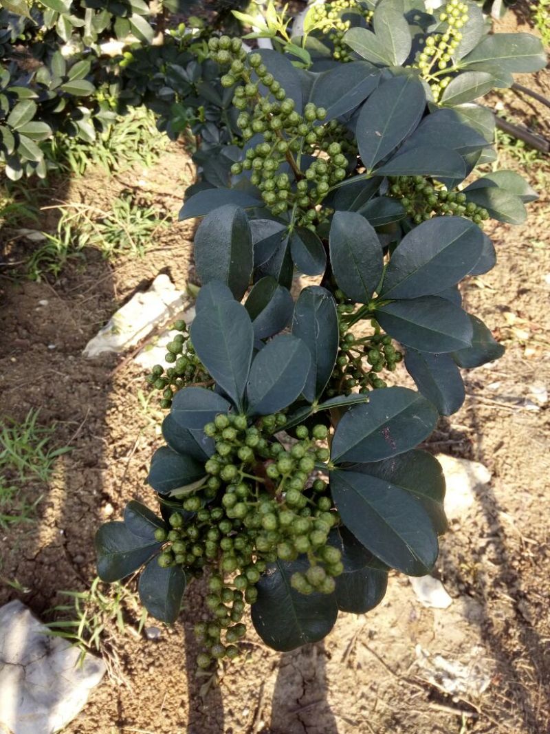 贵州板贵花椒