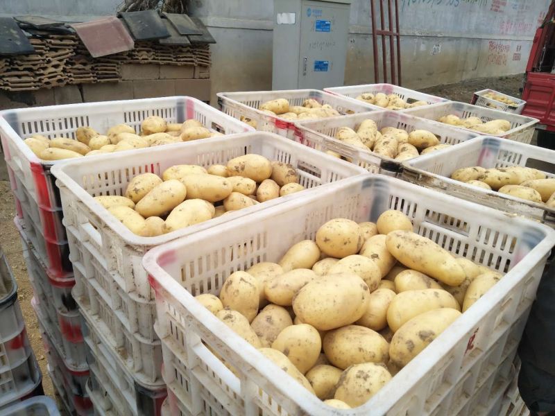 荷兰十五土豆保质保量货源充足价格优惠产地批发