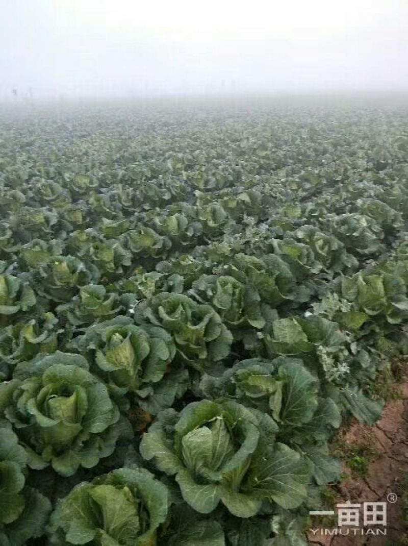 山地王二号大白菜产地货源，保质保量，支持发货