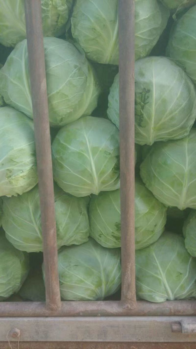 甘蓝，优质精品绿甘蓝大量上市
