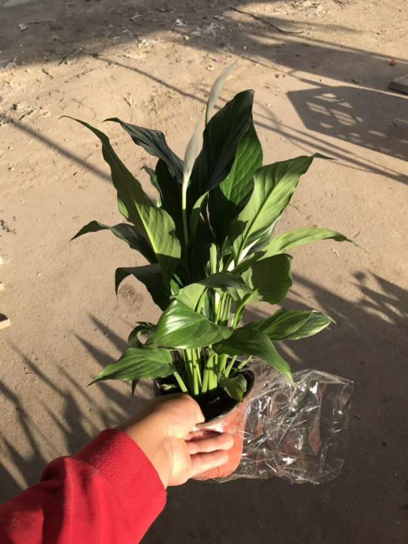 白掌，美酒，绿植，鲜花