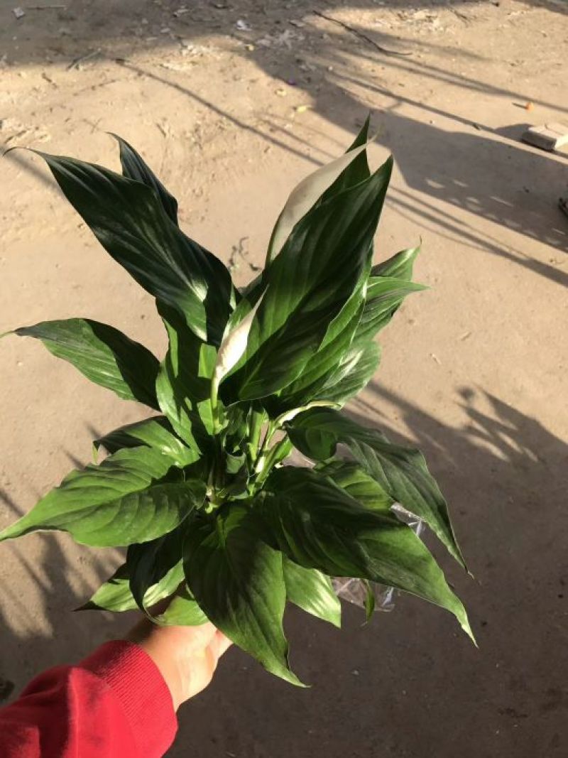 白掌，美酒，绿植，鲜花